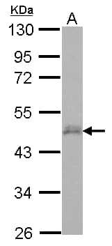 Polyclonal Rabbit anti-Human DPF3 Antibody (WB)