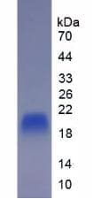Rabbit IL-10 Protein (Recombinant His, N-Terminal)
