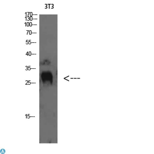 TIMP4 Antibody