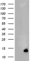 XTP4 / C17orf37 Antibody (clone OTI3D12)