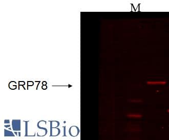 HSPA5 / GRP78 / BiP Antibody (clone 6H4-2G7)