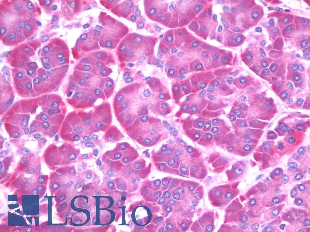 IHC-plus™ SARA2 / SAR1B Antibody (clone AT1C7)