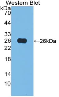 ATF4 Antibody (aa125-329)