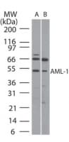 AML1 / RUNX1 Antibody (aa231-245)