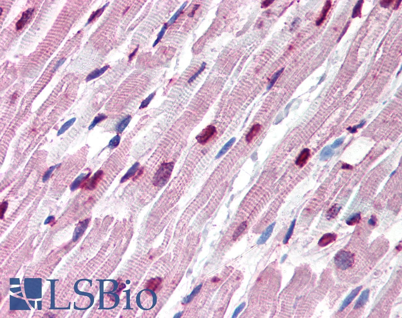 IHC-plus™ Alpha Tubulin Antibody (clone TU-16)