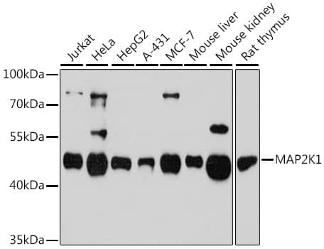 Polyclonal Rabbit anti-Human MAP2K1 / MKK1 / MEK1 Antibody (WB)