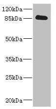 CDH10 / Cadherin 10 Antibody