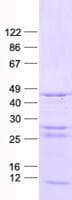 Human CDK15 / ALS2CR7 Protein (Recombinant His, N-Terminal)