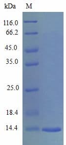 Mouse CCL28 / MEC Protein (Recombinant)