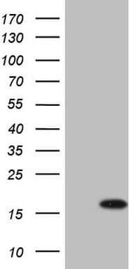 BTG2 Antibody (clone OTI2F3)