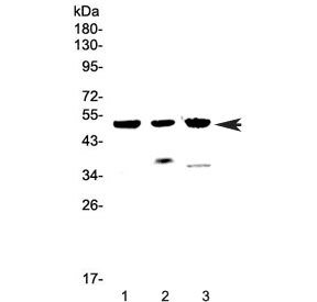 HTRA1 Antibody