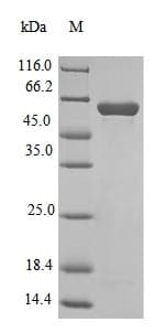 Bacillus mdh / Malate Dehydrogenase Protein (Recombinant 10His-SUMO, N-terminus + Myc, C-terminus)