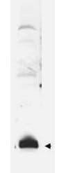 SUMO1 / SMT3 Antibody