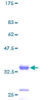 Human RPL38 / Ribosomal Protein L38 (Recombinant GST)