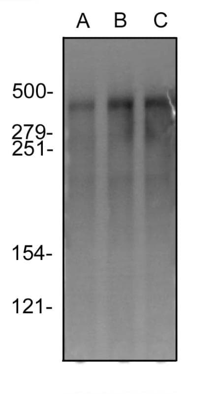 Monoclonal Mouse anti-Human PRKDC / DNA-PKcs Antibody (clone 3H6, IHC, IF, WB)