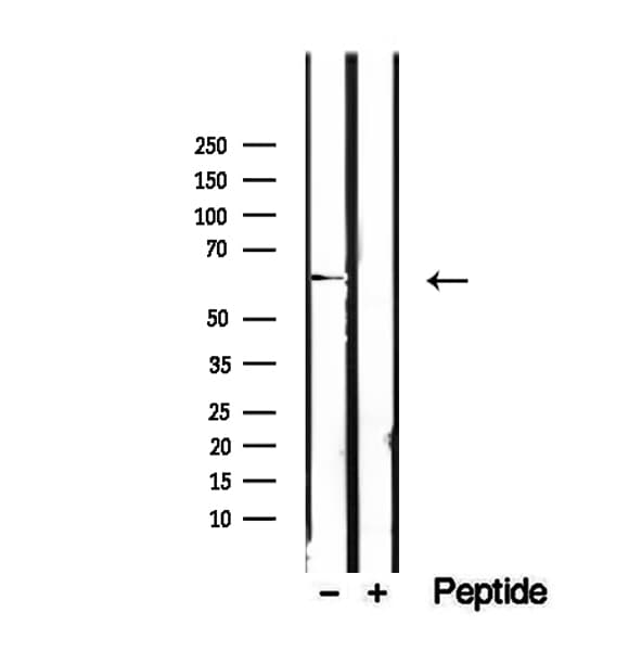 RIC8B Antibody