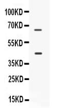 CD33 Antibody