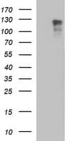 RAPGEF1 Antibody (clone OTI1B2)