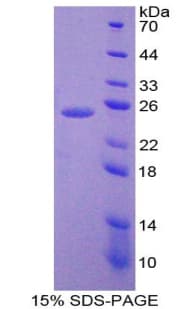 Dog IL6 / Interleukin 6 Protein (Recombinant His-T7)