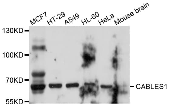 IK3-1 / CABLES1 Antibody