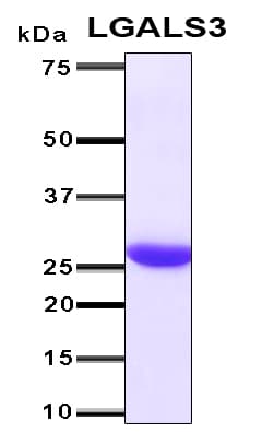 Human LGALS3 / Galectin 3 Protein (Recombinant 6His, N-terminus)