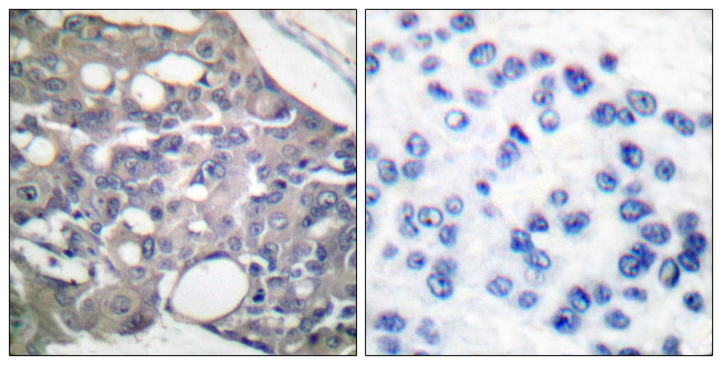 PTPN6 / SHP1 Antibody (phospho-Tyr536)