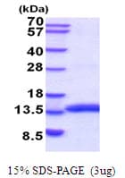 Mouse MIF Protein (Recombinant His)