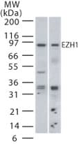 Polyclonal Rabbit anti-Human EZH1 / ENX-2 Antibody (WB)
