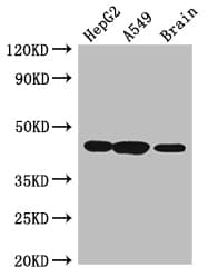 AMT Antibody