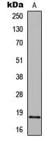 Histone H2B Antibody (N-Terminus)