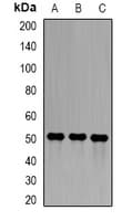 SGCE Antibody
