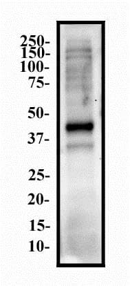 NANOG Antibody (aa20-166, clone 1E6C4)