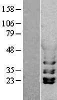 Human PGK1 / Phosphoglycerate Kinase Protein (Over-Expression Lysate Myc-DDK (Flag))