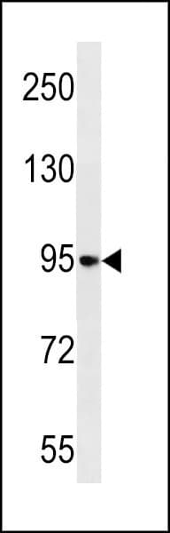 NELL1 Antibody (aa115-143)