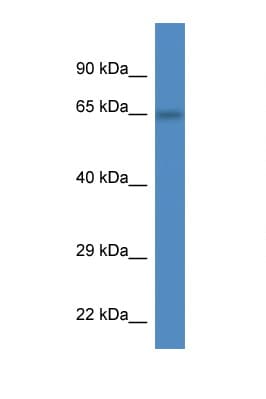 PEX2 / PAF-1 Antibody (C-Terminus)