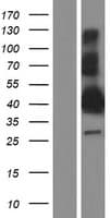 BEAN1 Protein (Over-Expression Lysate Myc-DDK (Flag))