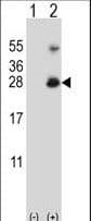 RNF11 Antibody (aa64-90)