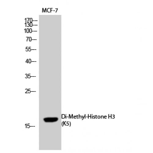 Polyclonal Rabbit anti-Human Histone H3 Antibody (di-methylation site of K5., WB)