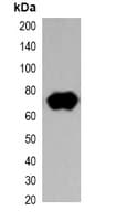 Monoclonal Mouse Strep Tag II Antibody (WB)