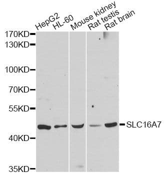 SLC16A7 / MCT2 Antibody