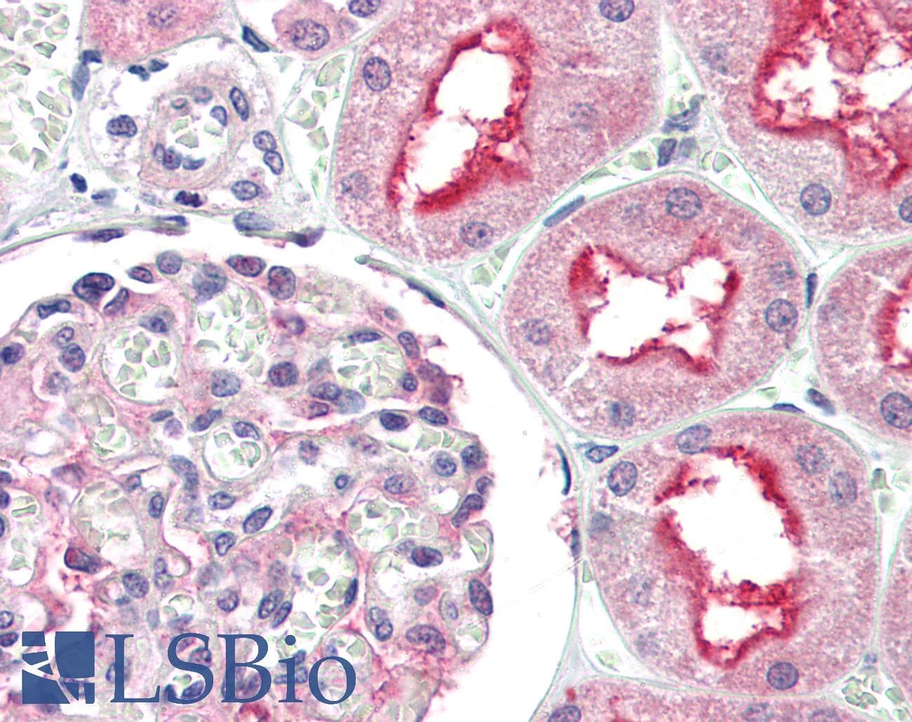 IHC-plus™ Apg7 / ATG7 Antibody (N-Terminus)
