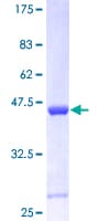 Human CDKN2C / p18 INK4c Protein (Recombinant GST)