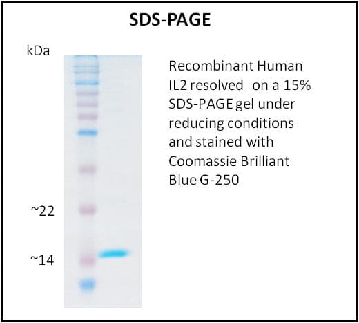 Human IL2 Protein (Recombinant)