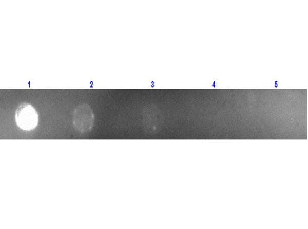 Rabbit Anti-Mouse IgG Secondary Antibody (TRITC)