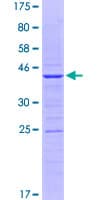 Human BMP2 Protein (Recombinant GST, N-terminus)
