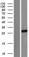 SIRPG Protein (Over-Expression Lysate Myc-DDK (Flag))