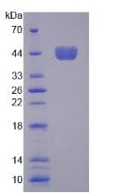 Mouse CSF2 / GM-CSF Protein (Recombinant His-GST)
