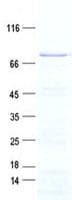 Human UBQLN3 Protein (Recombinant His, N-Terminal)