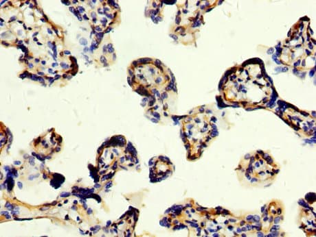 CD109 Antibody