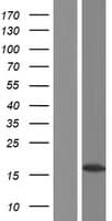 HIST1H2BJ Protein (Over-Expression Lysate Myc-DDK (Flag))